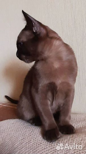 Бурманский котенок