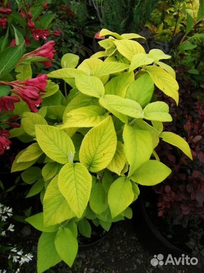 Садовые растения