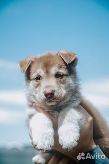 Отдам в добрые руки