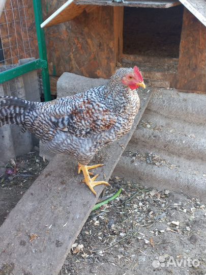 Куры молодки