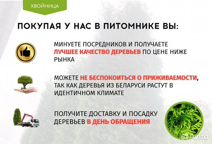 Туя Западная Колумна