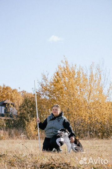 Обучение пастьбе овец