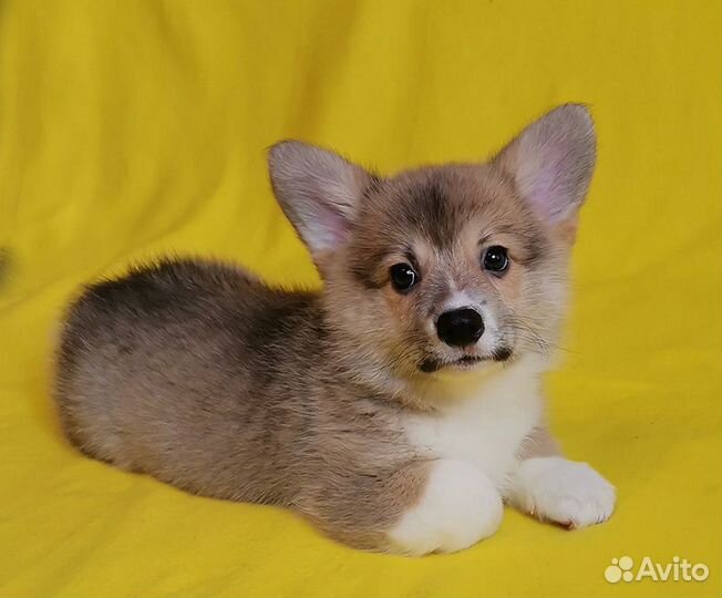 Вельш Корги Пемброк. Щенки разных окрасов