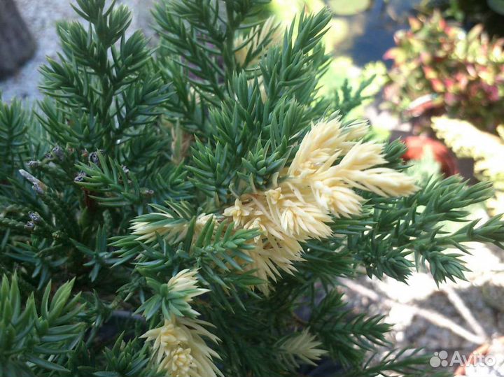 Можжевельник Вариегата