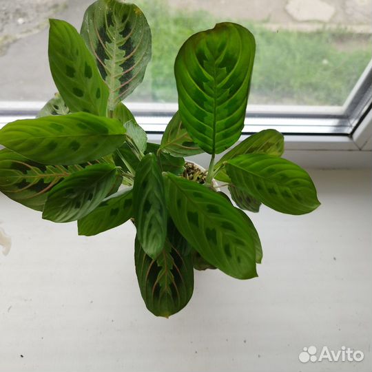 Маранта триколор