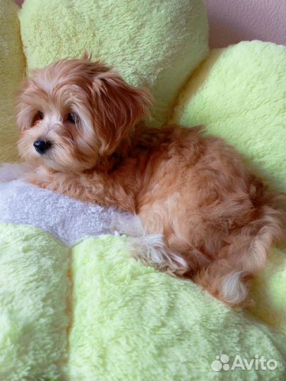 Мальтипу девочка