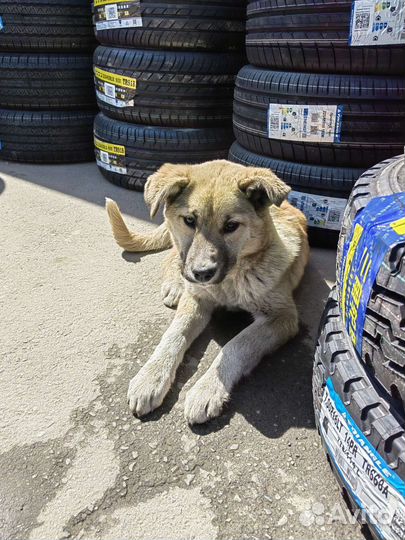 Отдам бесплатно собаку