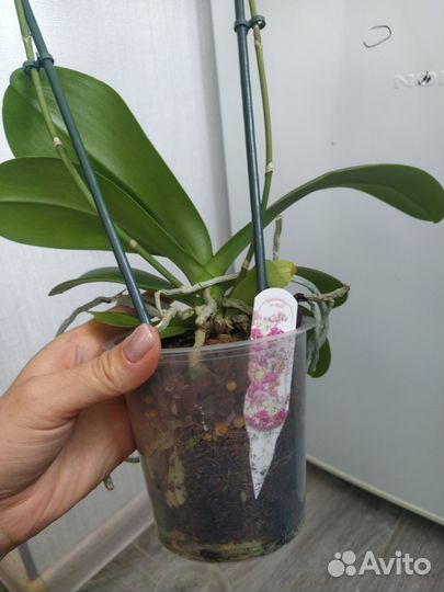 Орхидея фаленопсис бургунди