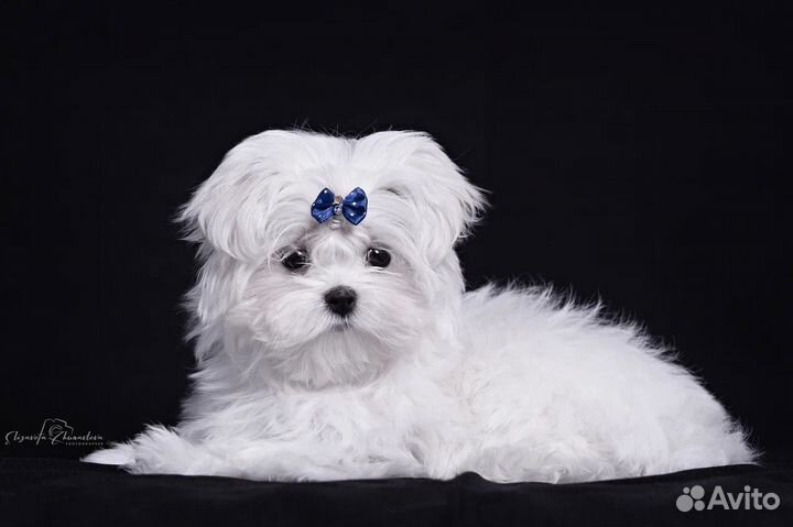 Мальтезе mini baby-face