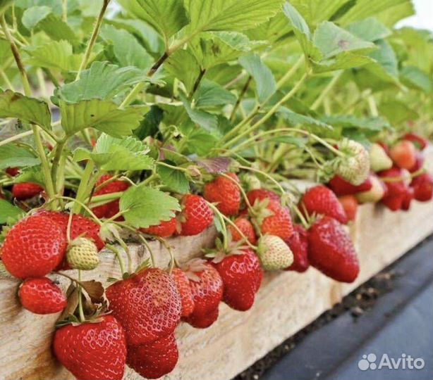 Клубника ремонтантная, семена