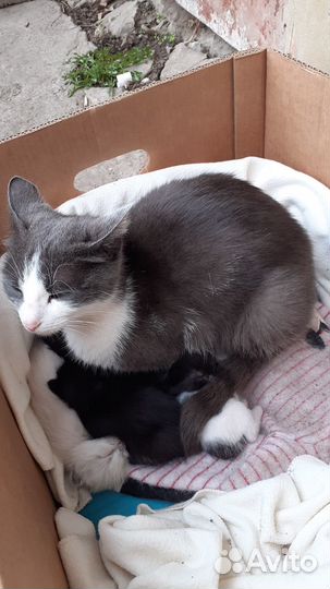 Кошка с котятами
