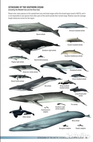 Mark Carwardine: Field Guide to Whales, Dolphins