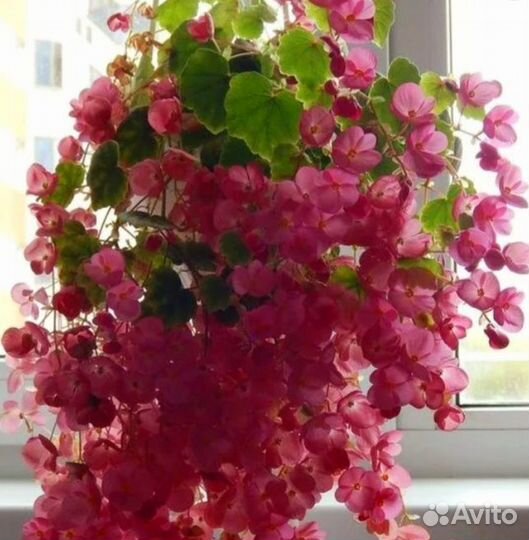 Бегония глуар де лоррен