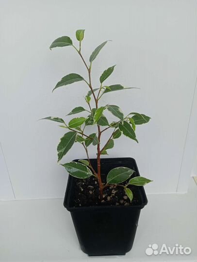 Фикус Бенджамина