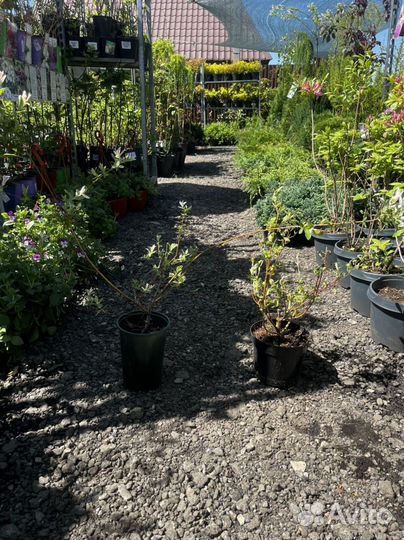 Ива хакуро нишики на штамбе/кустом