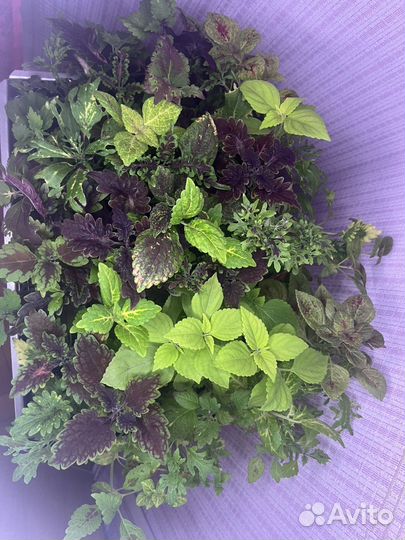 Колеусы вегетативные