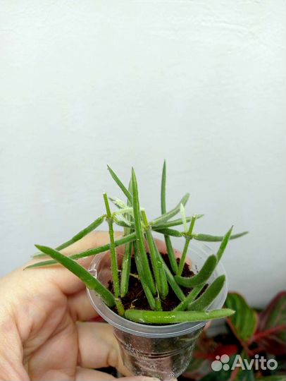 Хойя, укорененные черенки 3