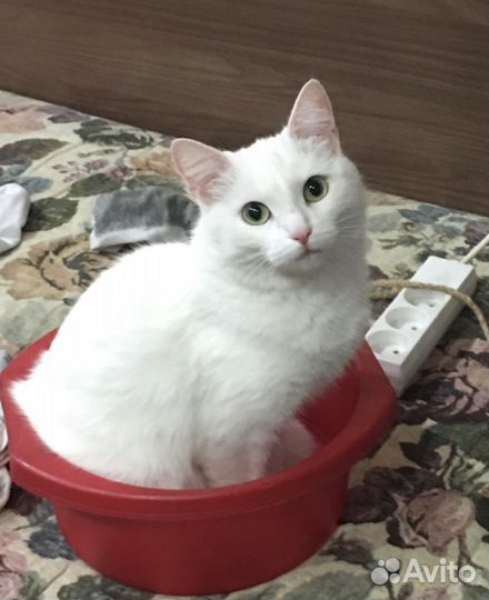 Белая кошка