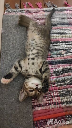 Котенок в добрые руки