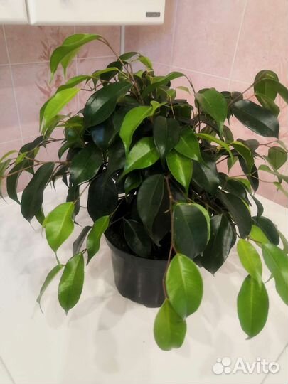 Фикус бенджамина