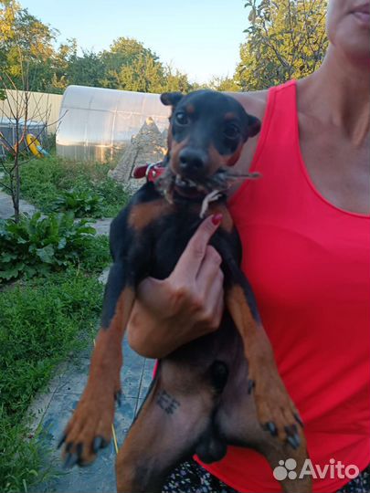 Цверг для спаривания