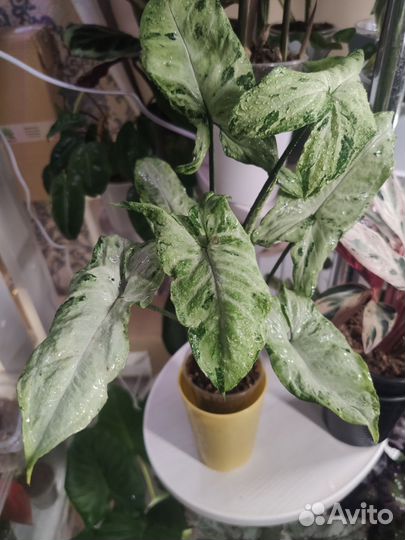 Сингониум green flecked