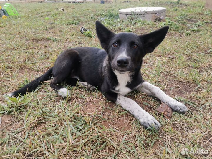 Собаки бесплатно в добрые руки