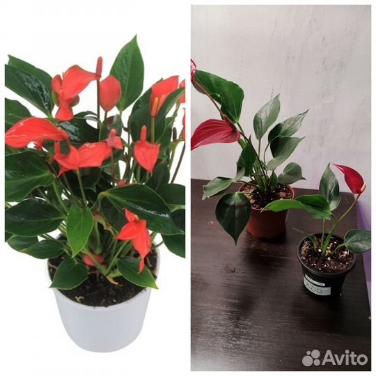 Антуриумы #4