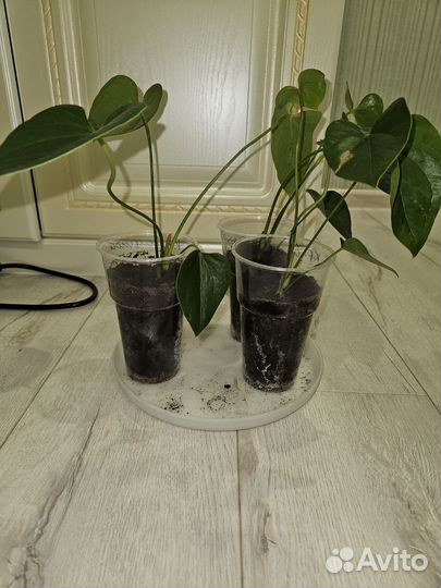 Антуриум Red Queen