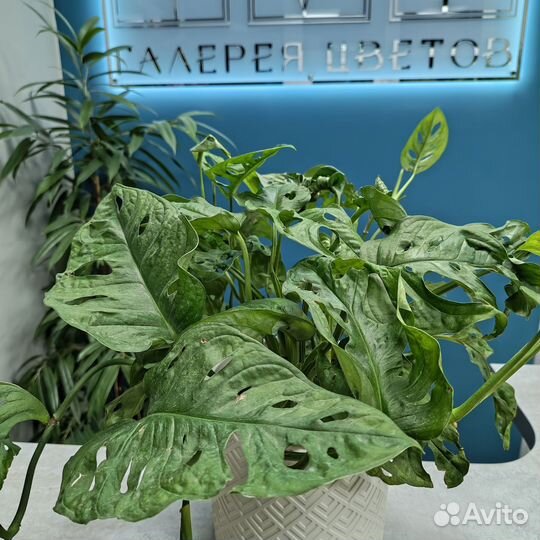 Растение Монстера