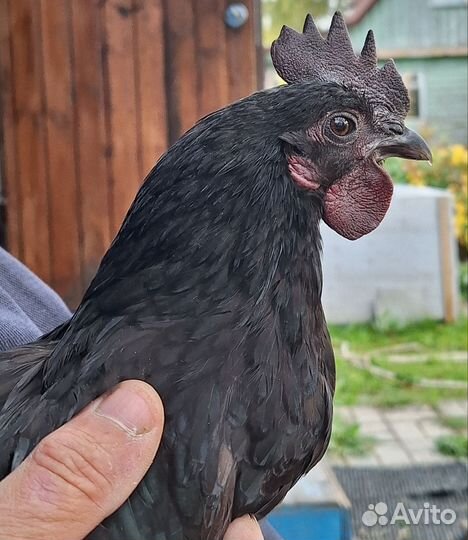 Петух ухейилюй