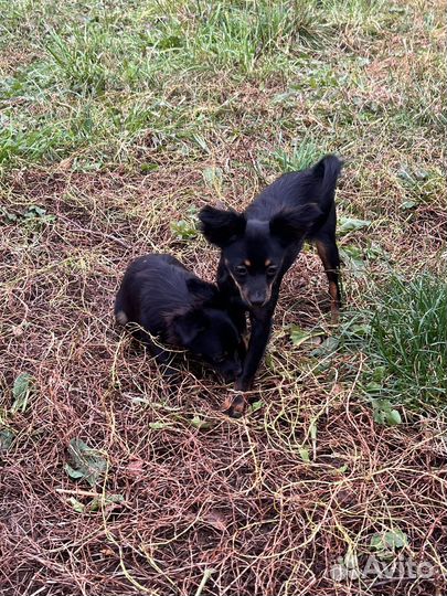 Подрощенные девочки тоя