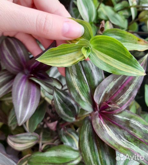 Традесканции, разные сорта