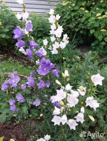 Многолетник Колокольчик садовый