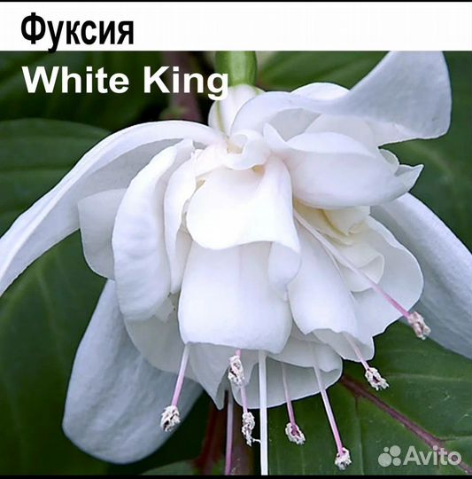 Фуксия white king