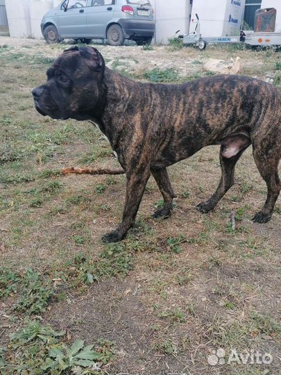 Питбуль,вязка