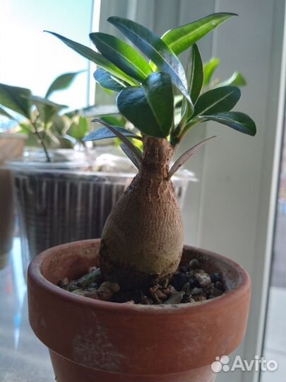 Бокарнея нолина.адениумы