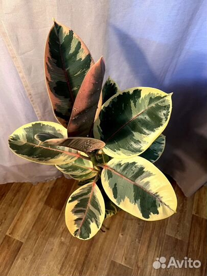 Фикус эластика (каучуконосный)