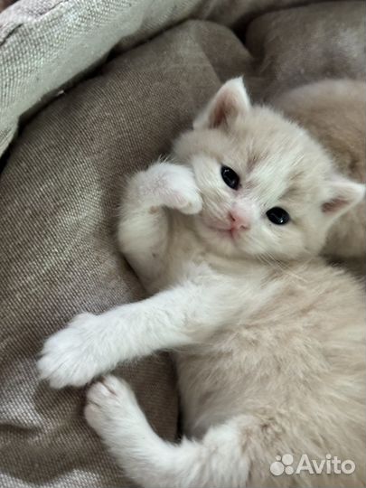 Британские котята