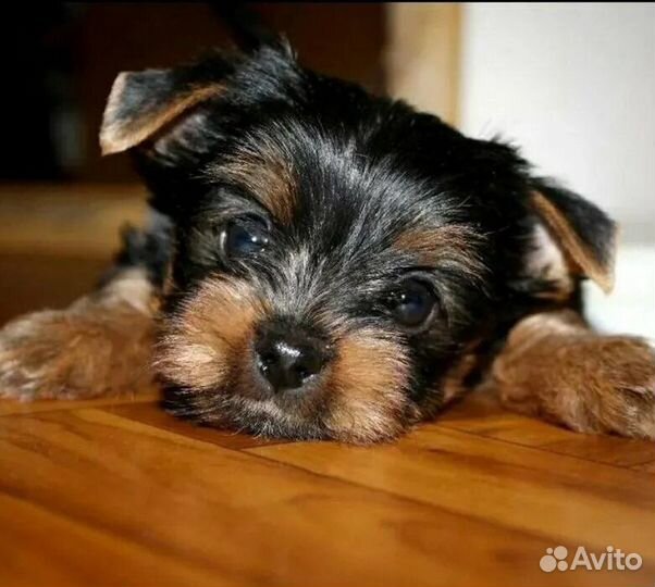 Йоркширский терьер мини щенки бейби фейс