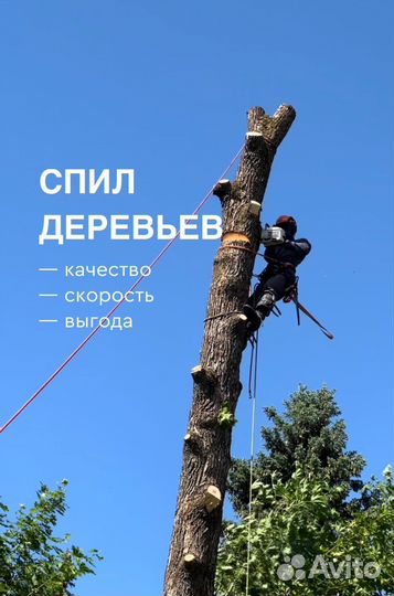 Спил дерева,спилить дерево,удалить дерево
