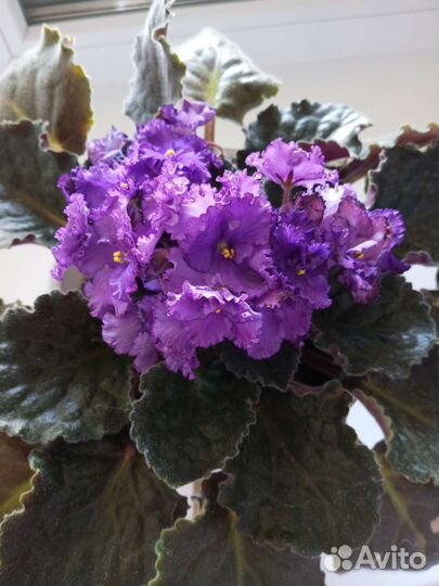 Фиалки махровые