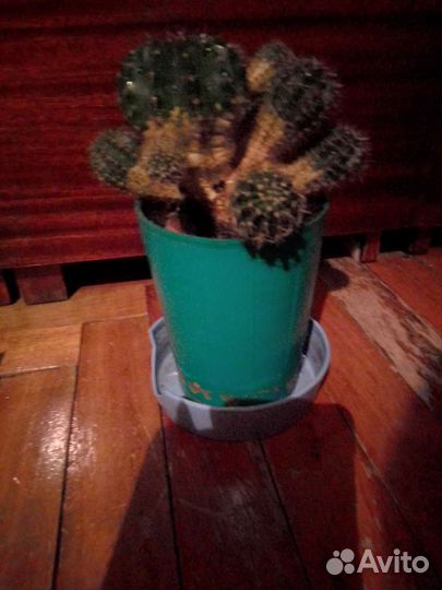 Цветы домашние в горшках