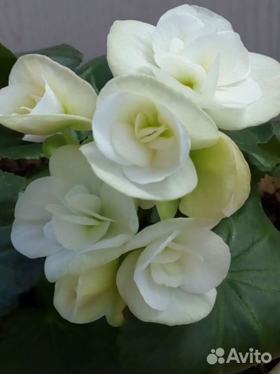 Бегония Элатиор