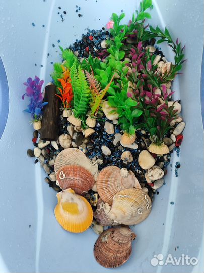 Аквариум с золотой рыбкой