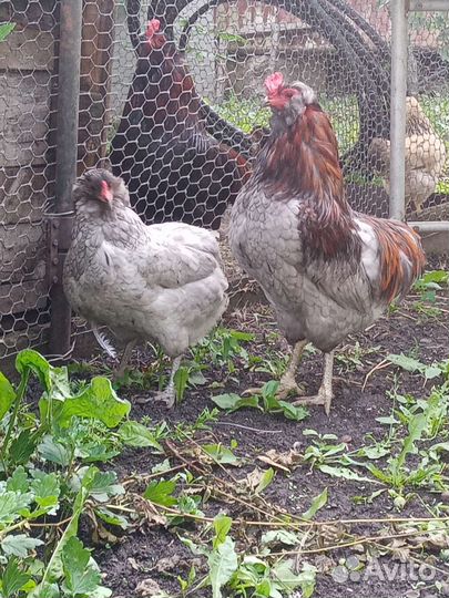 Семьи кур уток павловские, орпингтон, араукан