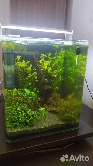 Аквариум-креветочник