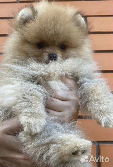 Мальчик мишка