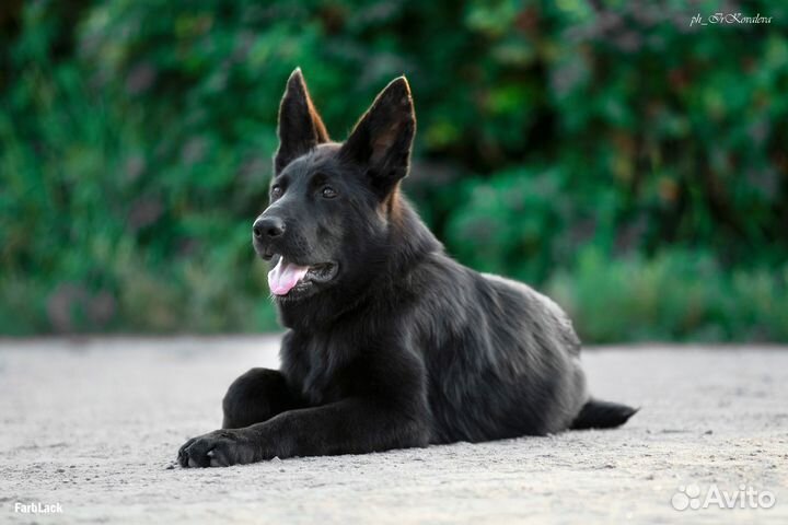 Черные щенки немецких овчарок