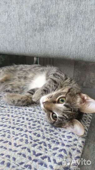 Котик 3,5 месяцев